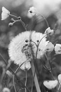 Black and white photo of dandelion