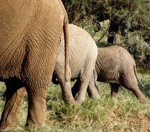 photo of the hind legs of three elephants