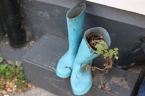 Green plant in blue boots