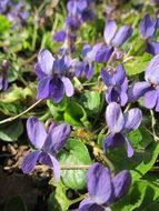 viola odorata flowers