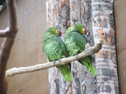 green exotic birds on a branch