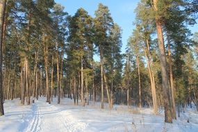 Snowy road in the pine forest