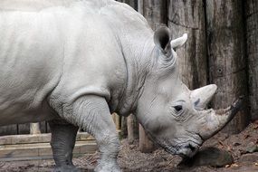 big rhino in wilderness portrait