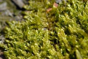 summer green moss close-up