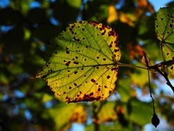 lime leaves in autumn