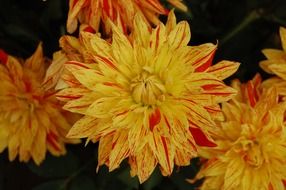 flowering yellow-red of flowers