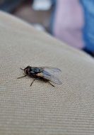 fly on the beige fabric