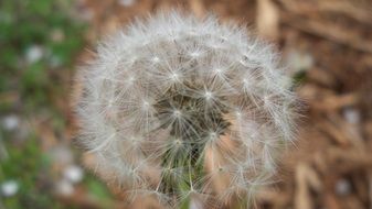 dandelion with white identical seeds close up