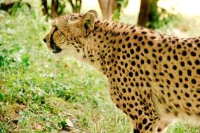 cheetah big cat in Kenya