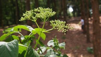 extraordinarily beautiful forest plant