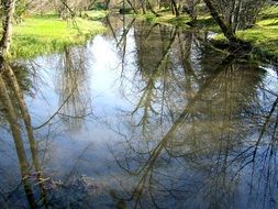 Picture of reflection of the trees on a water