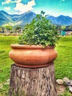 garden plant in a big pot on a stump