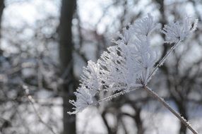 hoarfrost winter hardest snow