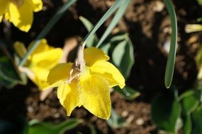 Yellow daffodils in a greenhouse