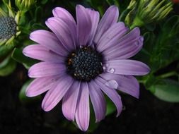 purple summer flower with water drops