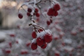 red berries on the branches in the snow close up