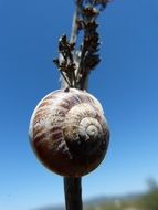 snail on the stem of a plant