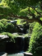 Green trees in a garden