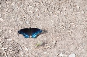 magical butterfly nature