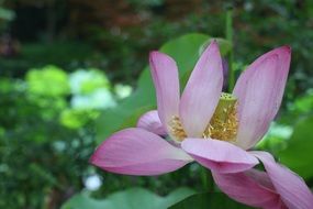 Pink lotus plant summer garden nature