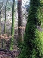woods with moss