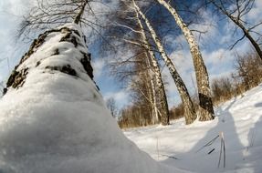 winter snow on the tree birch