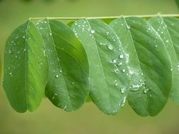 dew on round sheets of wood