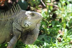 nature in Colombia