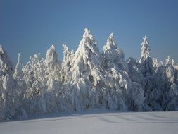 pine forest in the snow