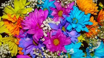 fascinating daisy