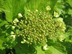 viburnum opulus shrub