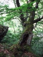 Green big tree in a forest