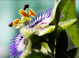 passion flower close up, side view