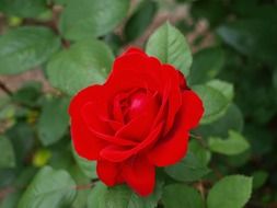 red rose beauty bloom