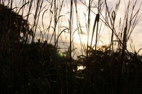 Sunset and grass