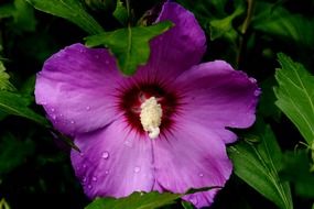 purple flower with raindrops on petals