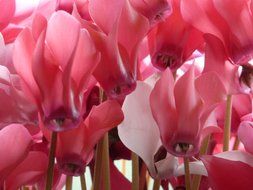 pink cyclamen is an ornamental plant