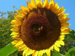 sunflower flower against the sky