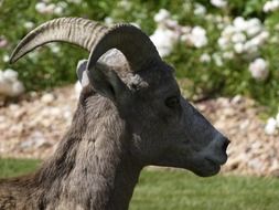 mountain sheep Canada