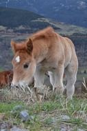 nature pony mammals