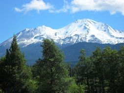 mount Shasta trees