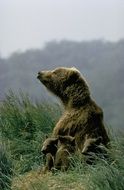 kodiak bear in wild life
