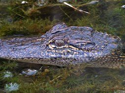 crocodile eyes wilderness