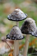 Macro photo of terrific mushroom s