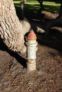old rusty fire plug beneath tree