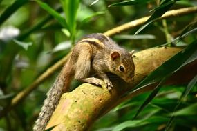 squirrel Sri Lanka