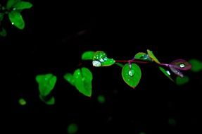 leaves water drops