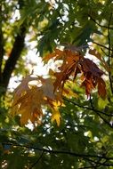 fall colors of autumn leaves