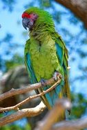 bright green exotic parrot close-up on blurred background