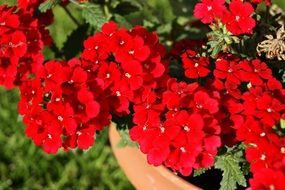 blooming red flowers in a pot